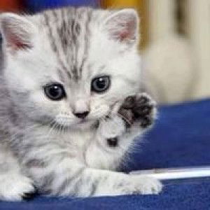 Winda Sindiana profile icon