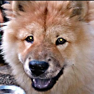 beng beng profile icon