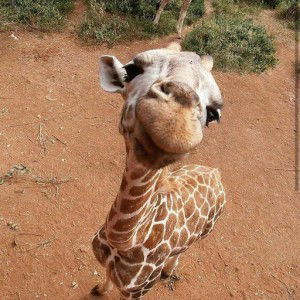 Arfilla Fifi Siregar profile icon