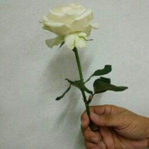 Umi Lestari profile icon