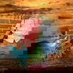 Nalini Radha profile icon