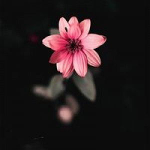 nursari qonitah profile icon