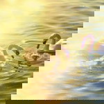 bell sichon8 profile icon