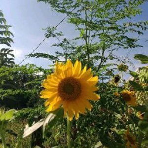 Rachel Escanilla profile icon