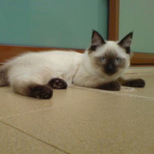 tiragal1994 profile icon