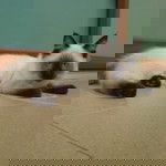 tiragal1994 profile icon