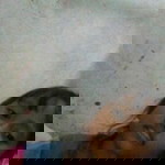 Ita Sarita profile icon