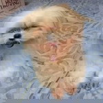 Miharu Yamauchi profile icon