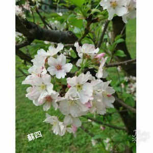 Suci Hartini profile icon