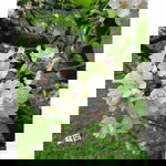 Suci Hartini profile icon