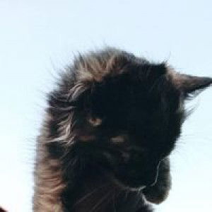 Imhhsrni profile icon