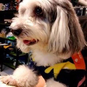 Summer Golfgap profile icon