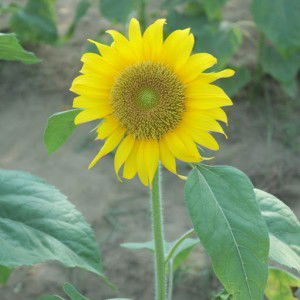 Irene Cañada profile icon