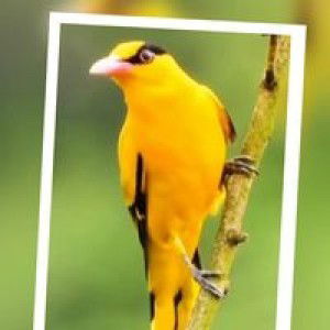 ดอกสะแบง ฟาร์ม profile icon