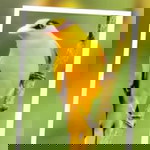 ดอกสะแบง ฟาร์ม profile icon