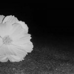 Fatmahh profile icon