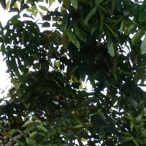 Isnaira Esmail profile icon