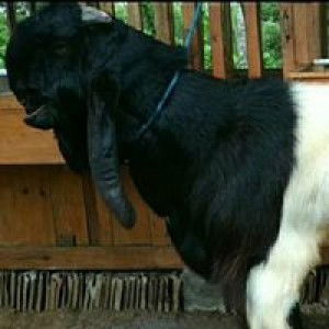 Watugunong Etawa profile icon