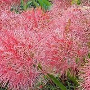 Quyên Quyên profile icon