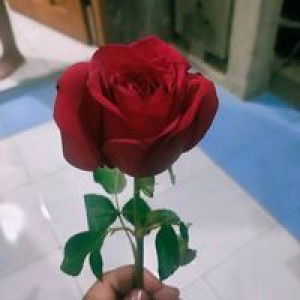 Peloch Allimaj profile icon