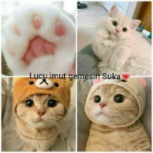 noviamel harahap profile icon