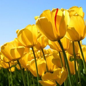 ifah nurhayati profile icon