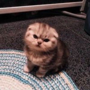 ได จ๊าบ profile icon