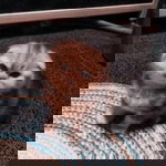 ได จ๊าบ profile icon