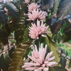 จริงใจ ใจจริง profile icon