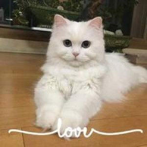 Talitha Indah profile icon