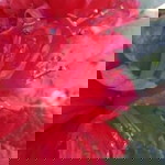 โตโน่ จอนู profile icon