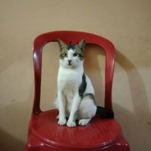 Muhammad Azlan Atharrazka profile icon