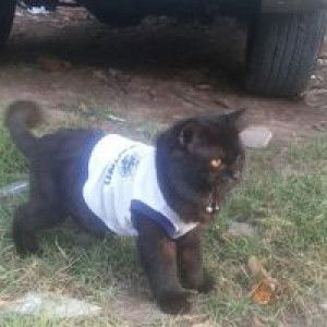 Lala Lala profile icon