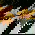 Melani Putri profile icon