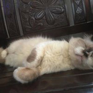 Windy Febi Aulia profile icon