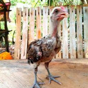 ไก่ชน สายโกโก้ profile icon