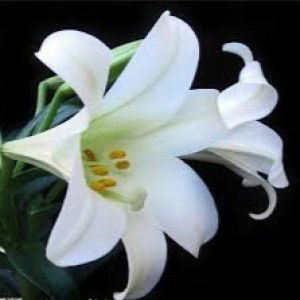 Nia Nia profile icon