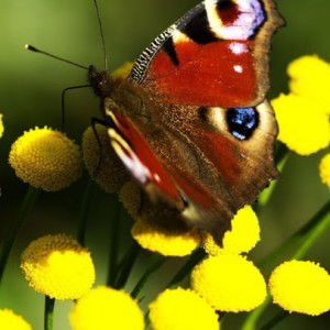 Vivin Viana profile icon