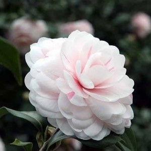 Mss Phuong profile icon