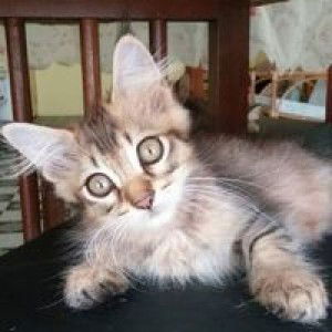 Nurul Ain profile icon