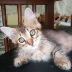 Nurul Ain profile icon