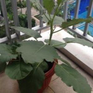 CeliNe Hwang profile icon