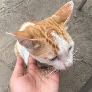 ธมนวรรณ ศิริมหาวรรณ profile icon