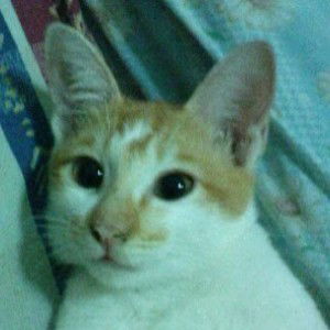 Ziela Pauzi profile icon