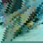 Ziela Pauzi profile icon