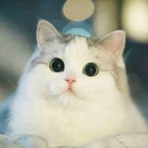 ميلي سونداري profile icon