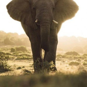 defne chichi profile icon