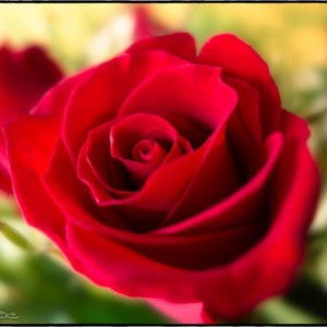 Renita Rahayu profile icon