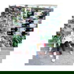 Uum Rosyana profile icon