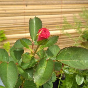 Anggraeni Kusuma Dewi profile icon